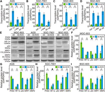 Three-dimensional core-shell alginate microsphere for cancer hypoxia simulation in vitro